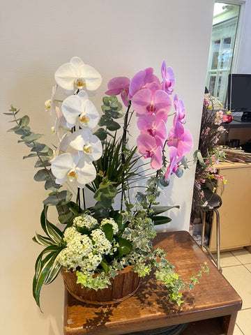 Plante Pl-06