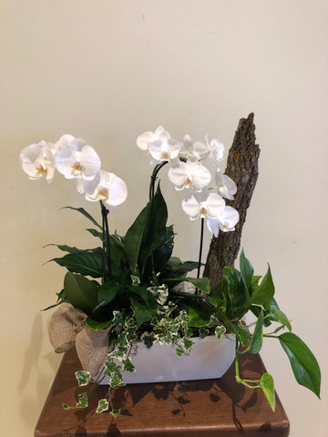 Plante Pl-06