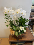 Plante PL-110