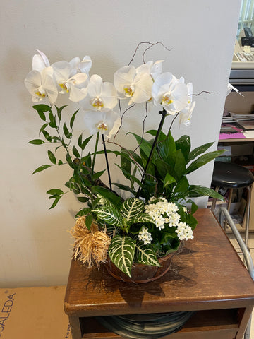 Plante PL-110