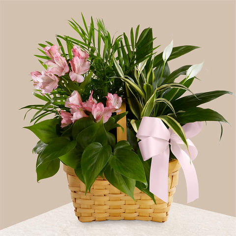 Plante Pl-08