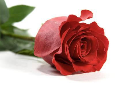 RED_ROSE_70638d85-927f-4c00-9983-4542d81c4ac3_large-a.jpg