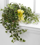 The_FTD_Solace_Ivy_Planter_42dd868d-83c1-4967-b0d7-963292e986fb_large-a.jpg