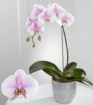 Truth_s_Beauty_Phalaenopsis_Orchid_7b4c284a-3e2f-425e-80d2-bcfc0053af44_large-a.jpg