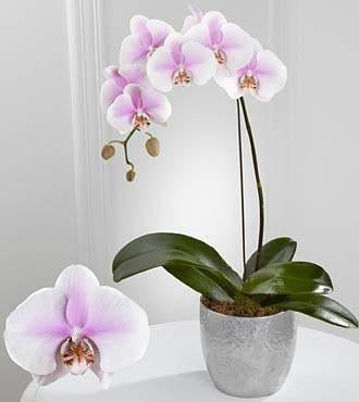 Orchidée phalaenopsis par fleuriste Montréal · Le Pot de Fleurs